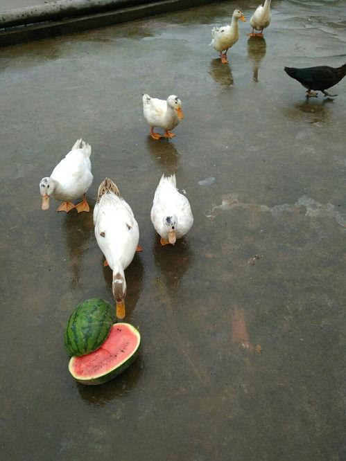 娱乐吃瓜鸭,吃瓜鸭带你探秘明星幕后故事