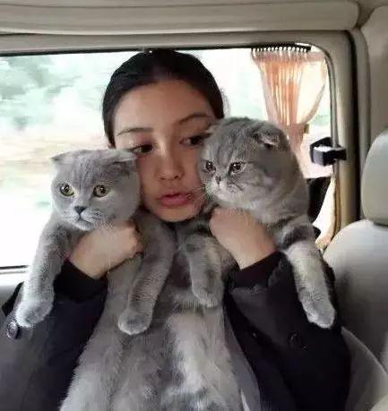 娱乐吃瓜君 折耳猫,折耳猫的神秘魅力与争议