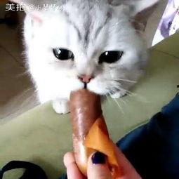 娱乐吃瓜喵喵喵,揭秘娱乐圈那些不为人知的幕后故事