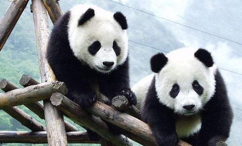 娱乐吃瓜熊猫视频大全,吃瓜视频大全盘点