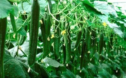 五一吃瓜今日必吃大瓜免费,揭秘今日必吃大瓜，免费畅享瓜界狂欢！