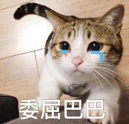 吃瓜表情包猫咪,猫咪版表情包大揭秘